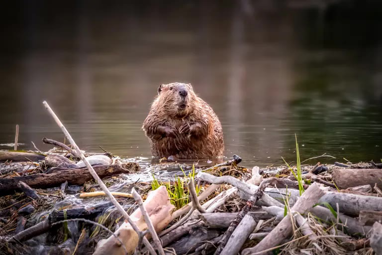 Beaver: Why me?