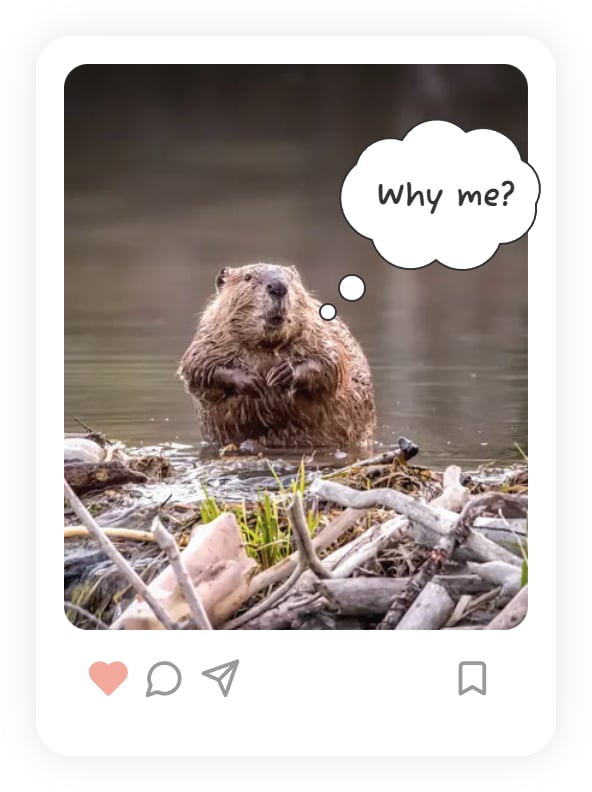 Beaver: Why me?